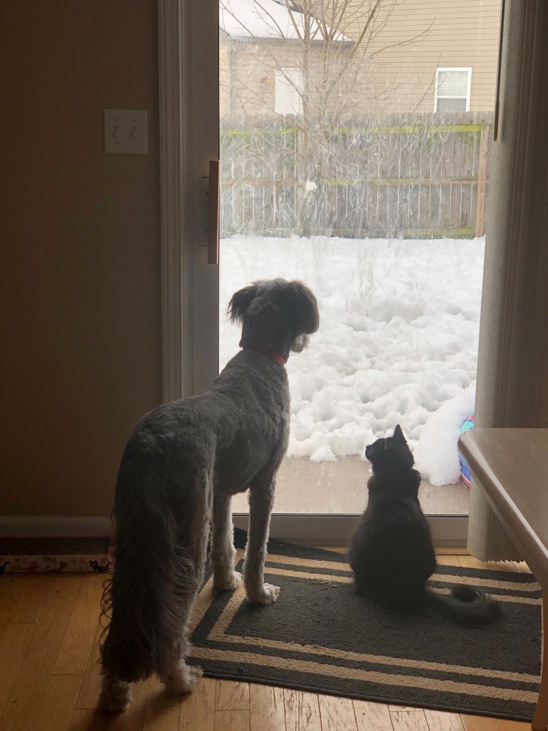 Athena and our cat, Apollo, watching the snow together from inside.