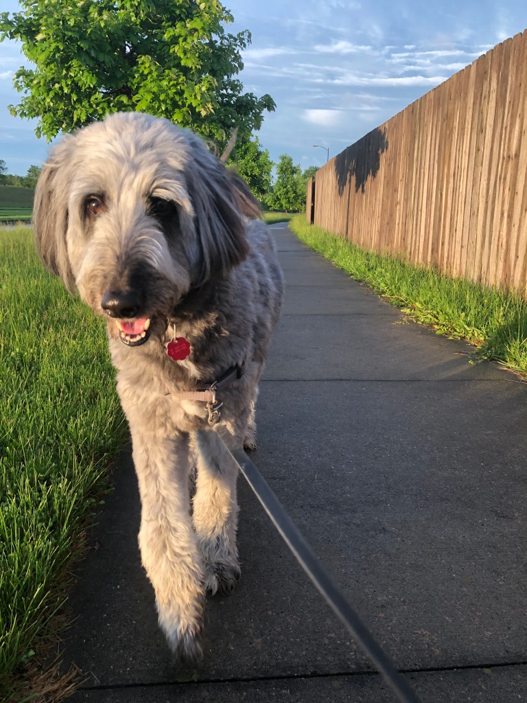 Our dog, Athena, a Bearded Collie / Poodle mix outside on a walk