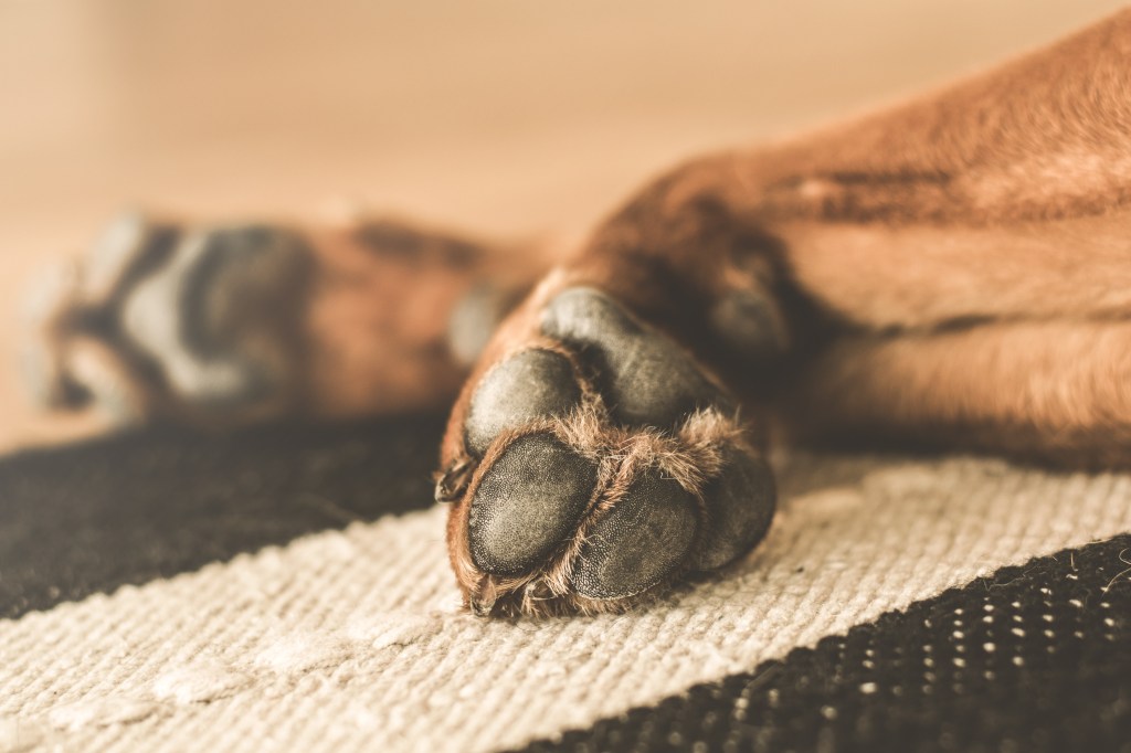 Protecting Your Pup’s Paw Pads: A Guide to Staying Cool in the Summer&nbsp;Heat