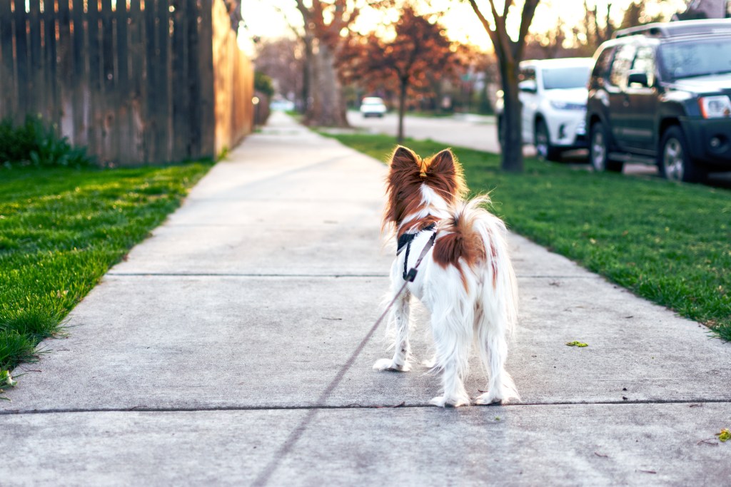 A small dog on a walk in a suburban area, standing at attention on a sidewalk with a leash