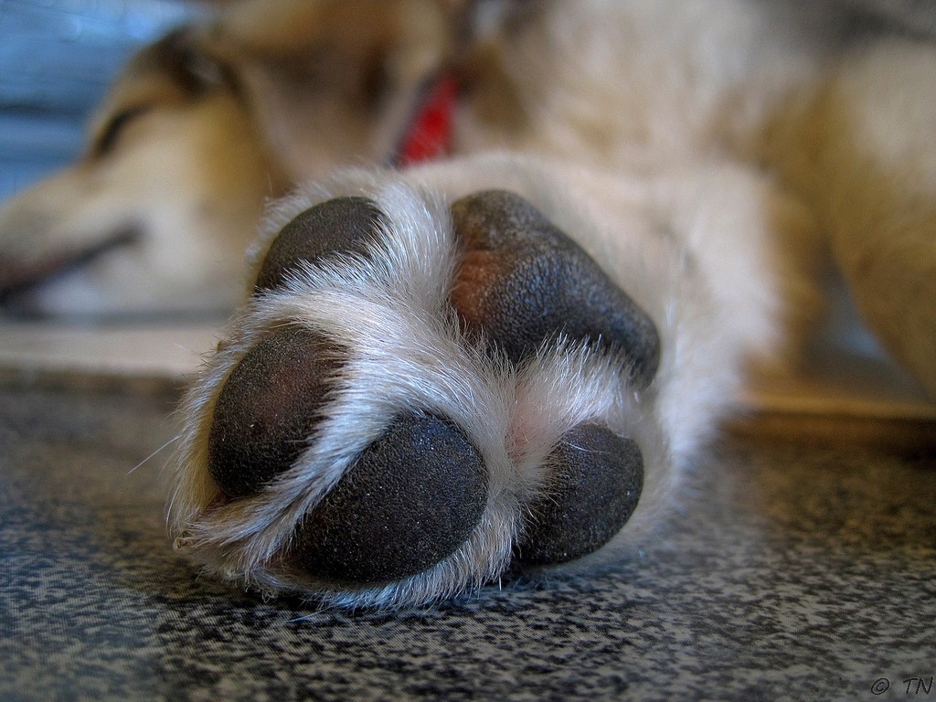 the bottom of a dog's paw